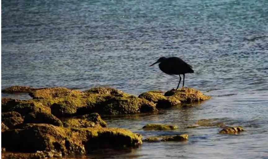  (ویدئو) اُمّ‌الکُُرم جزیره‌ای خالی از سکنه