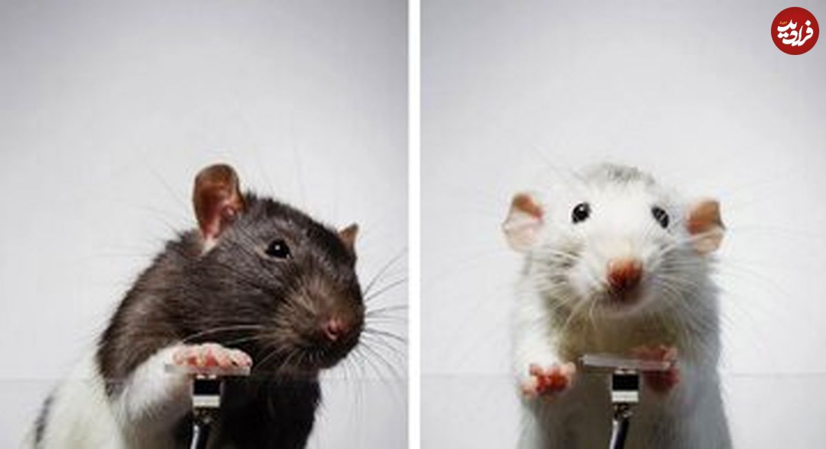 موش‌هایی که از خودشان سلفی می‌گیرند