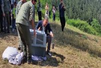 ببینید؛ رهاسازی عقاب عظیم‌الجثه طلایی در گلستان