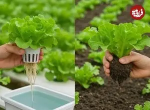 مزایای «هیدروپونیک کردن» گیاهان آپارتمانی 