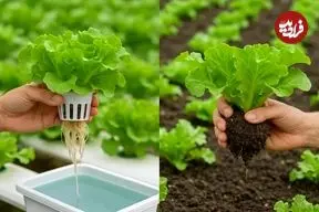 مزایای «هیدروپونیک کردن» گیاهان آپارتمانی 