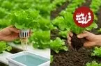 مزایای «هیدروپونیک کردن» گیاهان آپارتمانی 