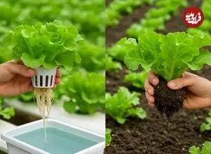 مزایای «هیدروپونیک کردن» گیاهان آپارتمانی 