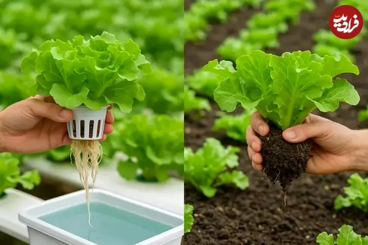 مزایای «هیدروپونیک کردن» گیاهان آپارتمانی 