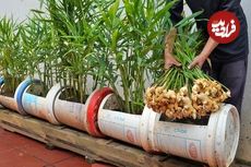 ببینید؛ یک ایده ساده برای کاشت و برداشت زنجبیل در سطل پلاستیکی در خانه