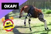 ببینید| اُکاپی؛ موجودی نادر در جنگل های کنگو که شبیه زرافه و گورخر است!