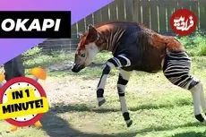 ببینید| اُکاپی؛ موجودی نادر در جنگل های کنگو که شبیه زرافه و گورخر است!