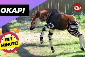 ببینید| اُکاپی؛ موجودی نادر در جنگل های کنگو که شبیه زرافه و گورخر است!
