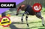ببینید| اُکاپی؛ موجودی نادر در جنگل های کنگو که شبیه زرافه و گورخر است!