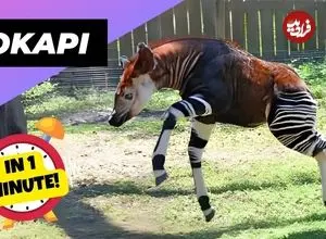ببینید| اُکاپی؛ موجودی نادر در جنگل های کنگو که شبیه زرافه و گورخر است!