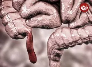 نقش پنهان آپاندیس؛ عضو ظاهراً بی‌فایده ما دست‌کم ۳۲ بار در تاریخ تکامل یافته است
