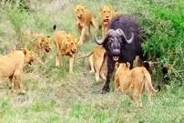 ببینید| مقاومت دیدنی یک بوفالو تنها در مقابل 17 شیر گرسنه!