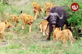 ببینید| مقاومت دیدنی یک بوفالو تنها در مقابل 17 شیر گرسنه!