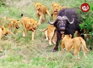 ببینید| مقاومت دیدنی یک بوفالو تنها در مقابل 17 شیر گرسنه!