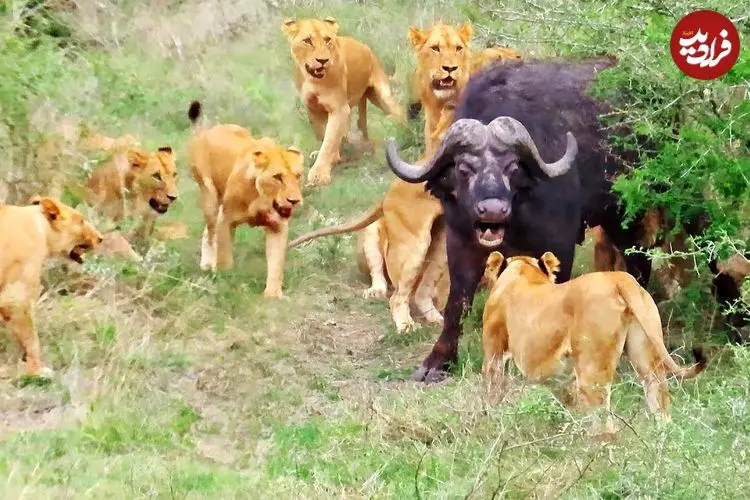 ببینید| مقاومت دیدنی یک بوفالو تنها در مقابل 17 شیر گرسنه!