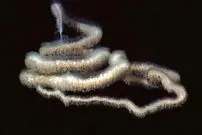 عکس| درازترین موجود کره زمین در اعماق اقیانوس 