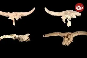 چرا نئاندرتال‌ها جمجمه حیوانات را جمع‌آوری می‌کردند؟