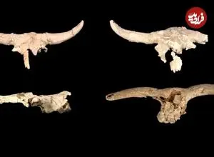 چرا نئاندرتال‌ها جمجمه حیوانات را جمع‌آوری می‌کردند؟