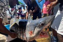 ببینید| صید تعداد زیادی کوسه گاوی و ببری و برش زدن آن ها در بندری در سریلانکا