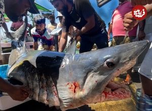 ببینید| صید تعداد زیادی کوسه گاوی و ببری و برش زدن آن ها در بندری در سریلانکا