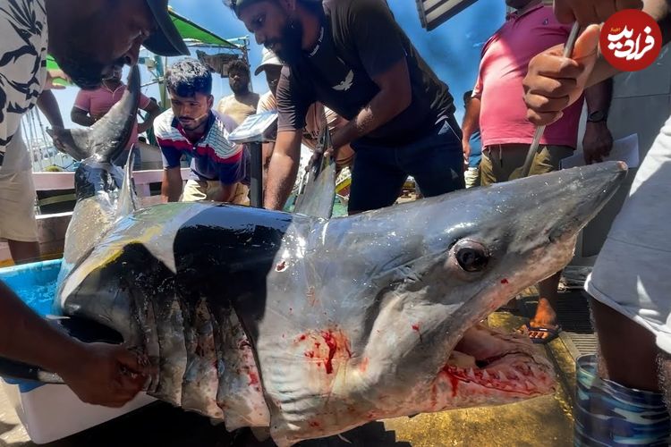 ببینید| صید تعداد زیادی کوسه گاوی و ببری و برش زدن آن ها در بندری در سریلانکا