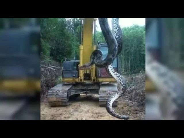 (ویدئو) این مار آناکوندای 10 متری غول پیکر در برزیل پیدا شد!