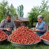 ببینید| غذای روستایی در آذربایجان؛ تهیه مارمالاد با توت فرنگی های تازه