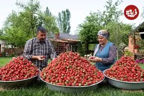 ببینید| غذای روستایی در آذربایجان؛ تهیه مارمالاد با توت فرنگی های تازه