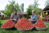 ببینید| غذای روستایی در آذربایجان؛ تهیه مارمالاد با توت فرنگی های تازه