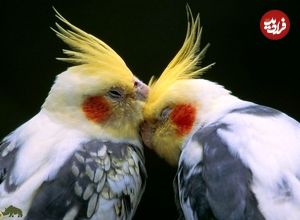 عروسِ تنها؛ رازهایی درباره عروس هلندی که پرنده‌فروش‌ها به شما نمی‌گویند!