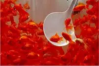 به این دلیل مهم اصلا ماهی قرمز نخرید!