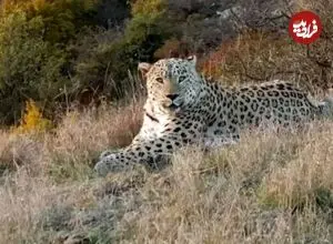 ببینید| رهاسازی پلنگ شهمیرزاد با قلاده ردیاب 