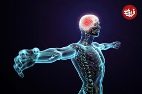 قیمت مواد تشکیل دهنده بدن انسان چقدر است؟؛ خیلی ارزان، خیلی گران