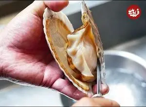 ببینید| غذای خیابانی در ژاپن؛ تهیه دو نوع غذا با صدف دو کفه ای در اوکیناوا