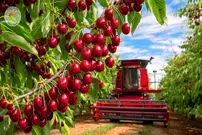 ببینید| چگونه صدها تن گیلاس از باغات آمریکا برداشت می شود؟