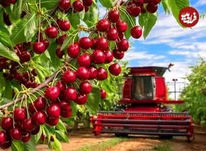 ببینید| چگونه صدها تن گیلاس از باغات آمریکا برداشت می شود؟