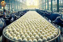 (ویدئو) پنیر موزارلا چگونه تولید می شود؟