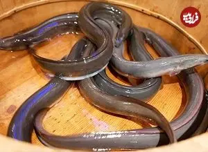 ببینید| غذای خیابانی در ژاپن؛ برش و کباب کردن مارماهی در توکیو