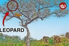 ببینید| نجات «پلنگ» از دست دو «ماده شیر» توسط یک گله «فیل»!