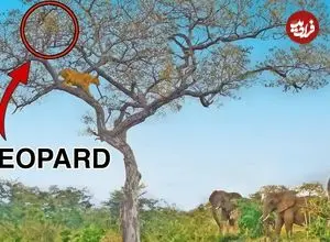 ببینید| نجات «پلنگ» از دست دو «ماده شیر» توسط یک گله «فیل»!