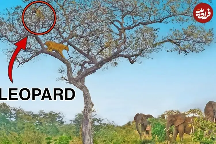 ببینید| نجات «پلنگ» از دست دو «ماده شیر» توسط یک گله «فیل»!
