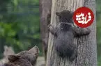 ببینید| کمک خرس مادر به دو توله‌اش برای عبور از حصار