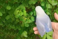 (ویدئو) این پرنده با برگ‌های سبز خود را آرایش می‌کند!
