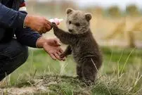 ببینید؛ راه رفتن جالب بچه خرس‌ها روی دو پا