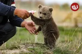 ببینید؛ راه رفتن جالب بچه خرس‌ها روی دو پا