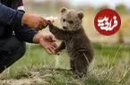 ببینید؛ راه رفتن جالب بچه خرس‌ها روی دو پا