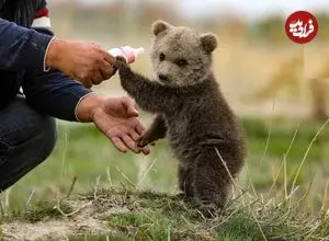 ببینید؛ راه رفتن جالب بچه خرس‌ها روی دو پا