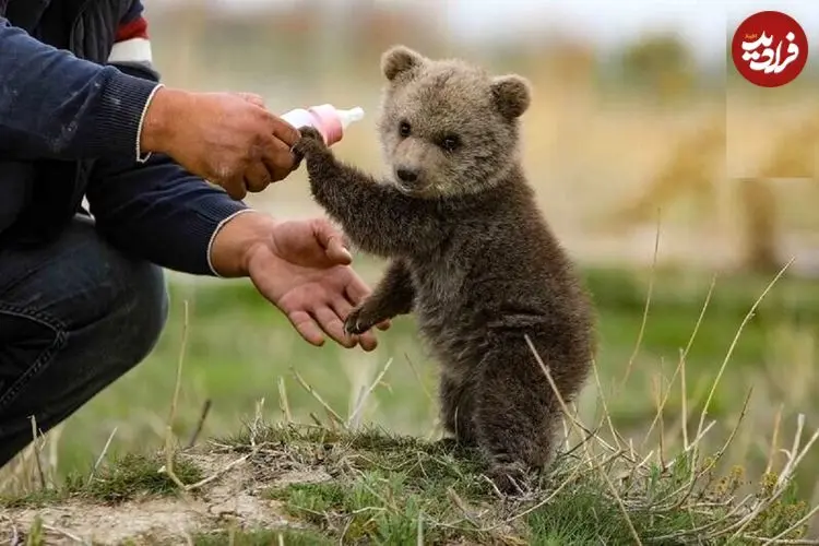 ببینید؛ راه رفتن جالب بچه خرس‌ها روی دو پا