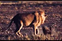 ببینید| مقاوت دیدنی یک گورکن عسل خوار در برابر حمله یک شیر گرسنه