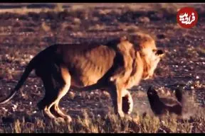 ببینید| مقاوت دیدنی یک گورکن عسل خوار در برابر حمله یک شیر گرسنه